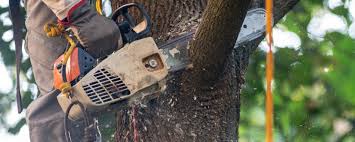 How Our Tree Care Process Works  in  Matawan, NJ