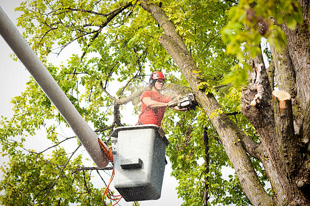 Reliable Matawan, NJ Tree Removal Services Solutions